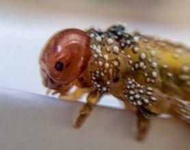 Pterygophorus cinctus