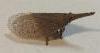 not Lepidoptera