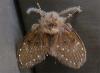 Australian Not-Moths