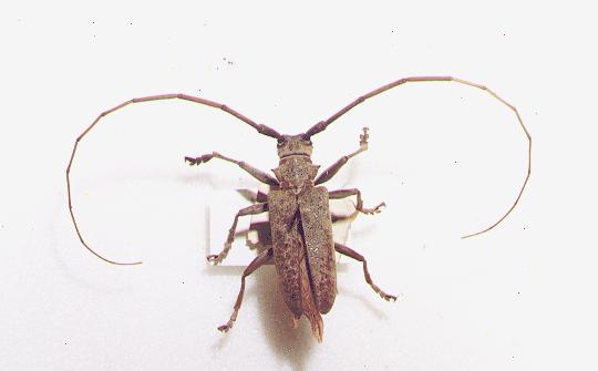 Acalolepta vastator