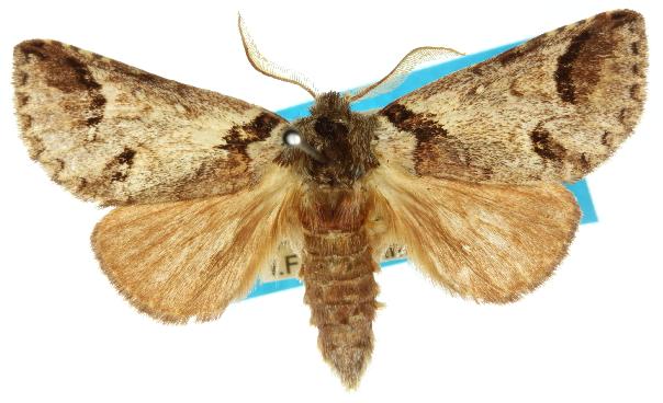 Antithemerastis acrobela