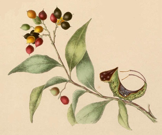 Cerura australis larva