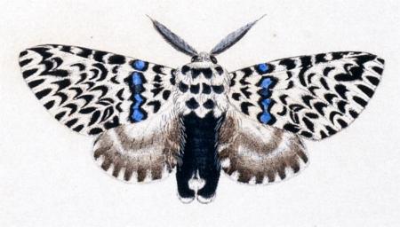 Cerura australis larva