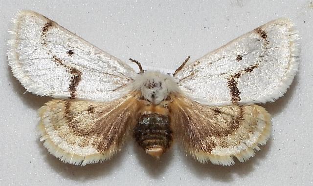 Epicoma barytima