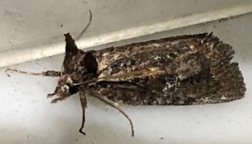 Gallaba basinipha