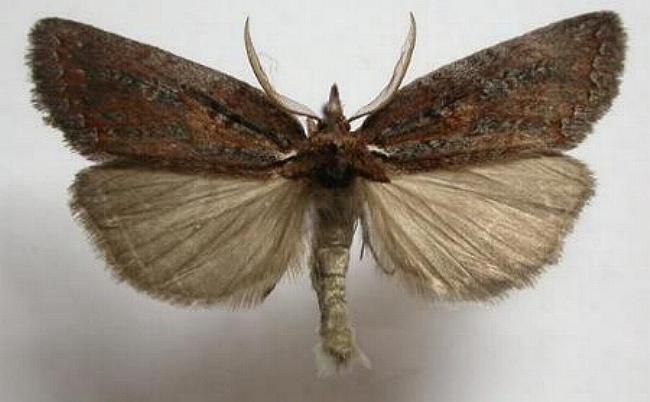 Gallaba basinipha