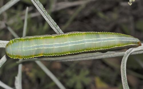 Hylaeora caustopis