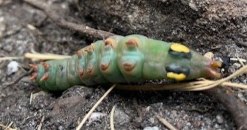 Hylaeora dilucida