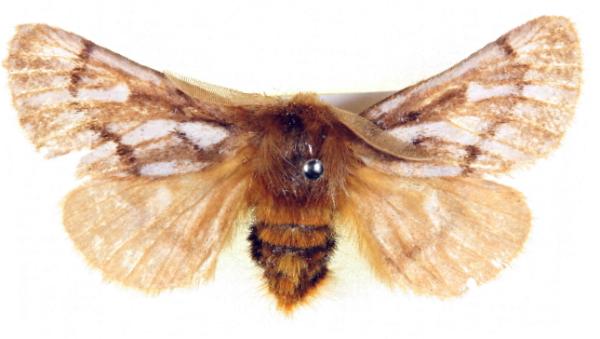 Ochrogaster lunifer