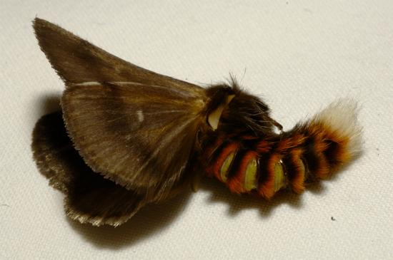 Ochrogaster lunifer