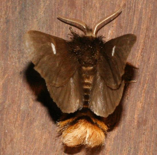 Ochrogaster lunifer