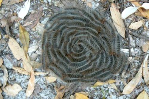 Ochrogaster lunifer