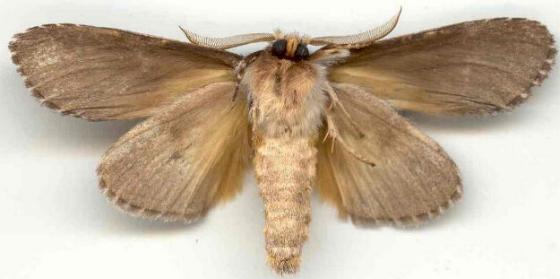 Pheraspis mesotypa