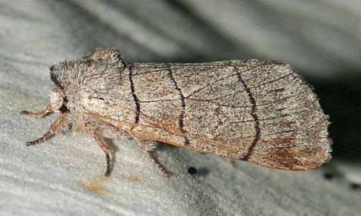 Paradestolmia nigrolinea