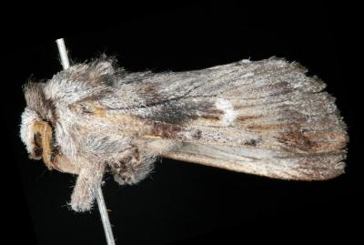 Paradestolmia nigrolinea