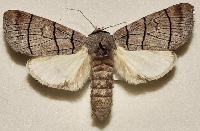 Paradestolmia nigrolinea