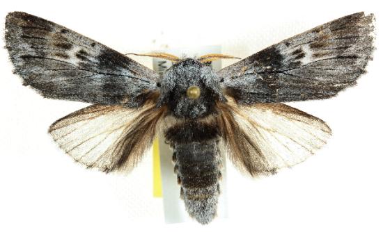 Paradestolmia nigrolinea