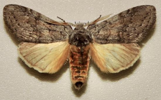 Pheraspis polioxutha