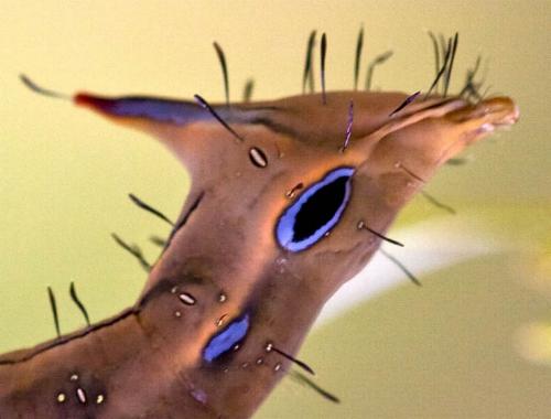 Neola semiaurata