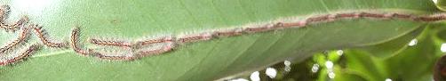 Trichiocercus sparshalli