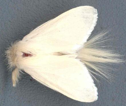 Trichiocercus sparshalli