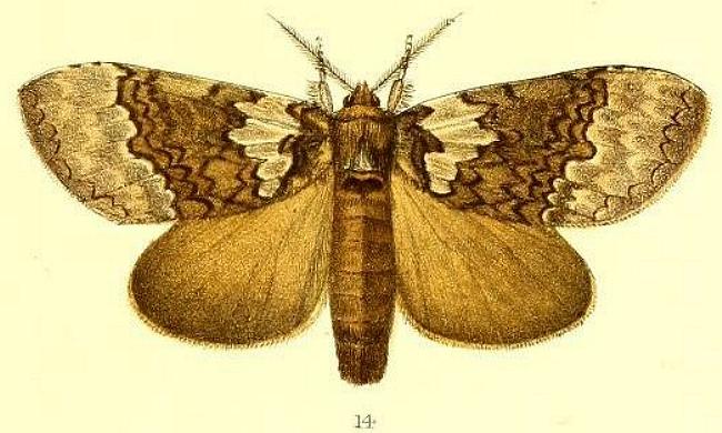Netria viridescens