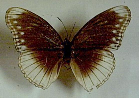 Hypolimnas anomala