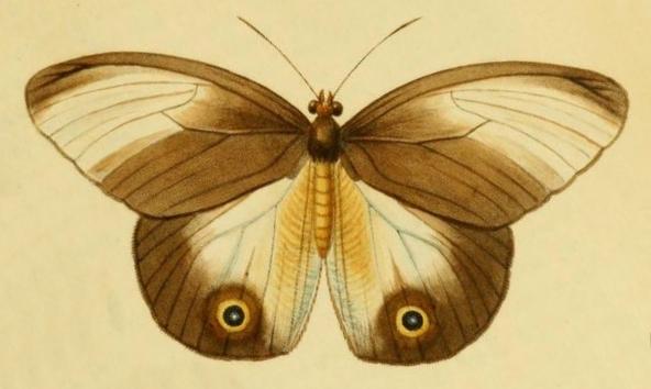 Taenaris artemis