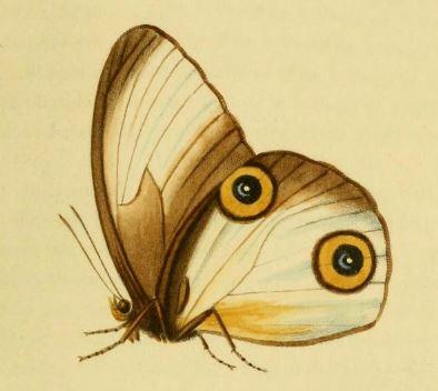 Taenaris artemis