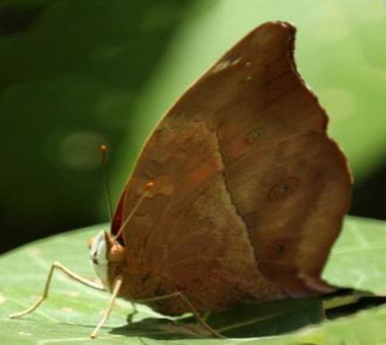 Doleschallia bisaltide