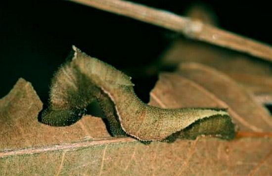 Pantoporia consimilis