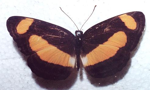 Pantoporia consimilis