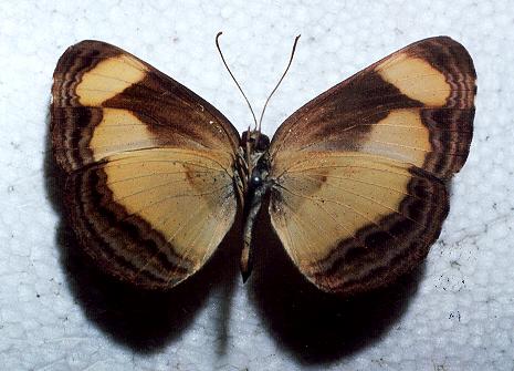 Pantoporia consimilis