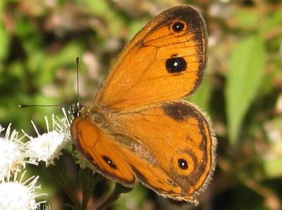 Hypocysta euphemia