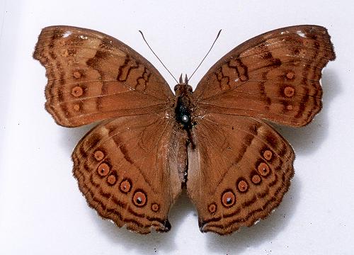 Junonia hedonia