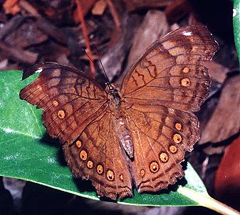 Junonia hedonia