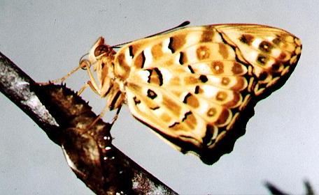 Argynnis hyperbius