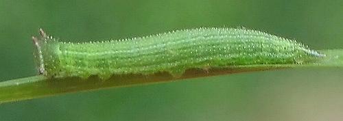 Hypocysta metirius