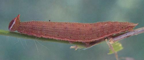 Hypocysta metirius