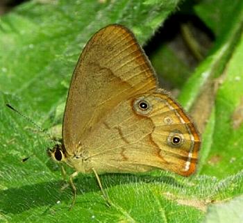 Hypocysta metirius