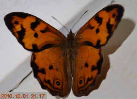 Heteronympha mirifica