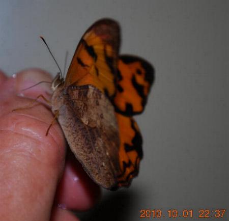 Heteronympha mirifica