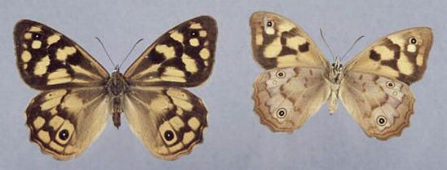 Heteronympha paradelpha