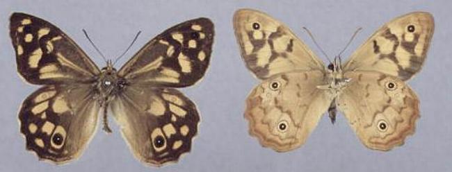 Heteronympha paradelpha