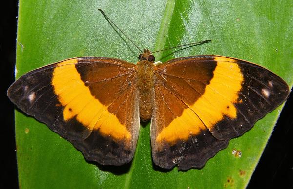 Cupha prosope