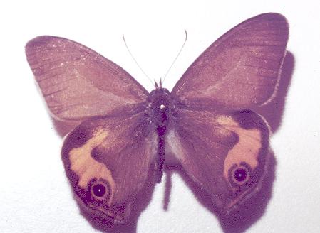 Hypocysta pseudirius
