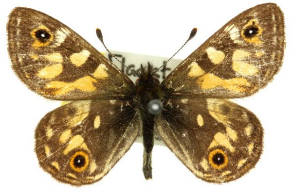 Oreixenica ptunarra