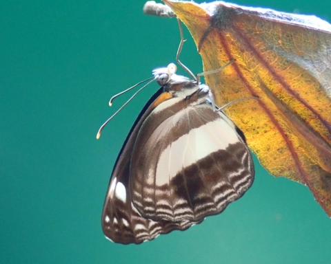 Phaedyma shepherdi