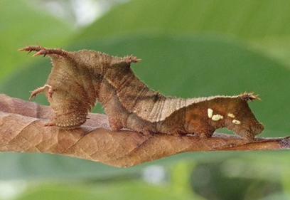 Phaedyma shepherdi