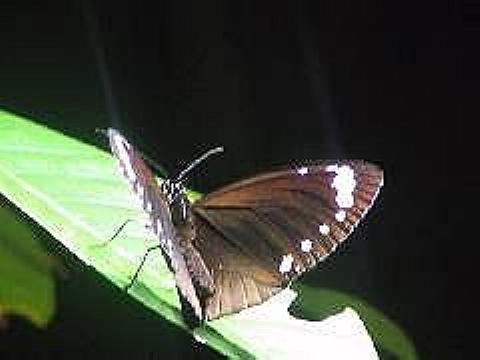 Euploea tulliolus